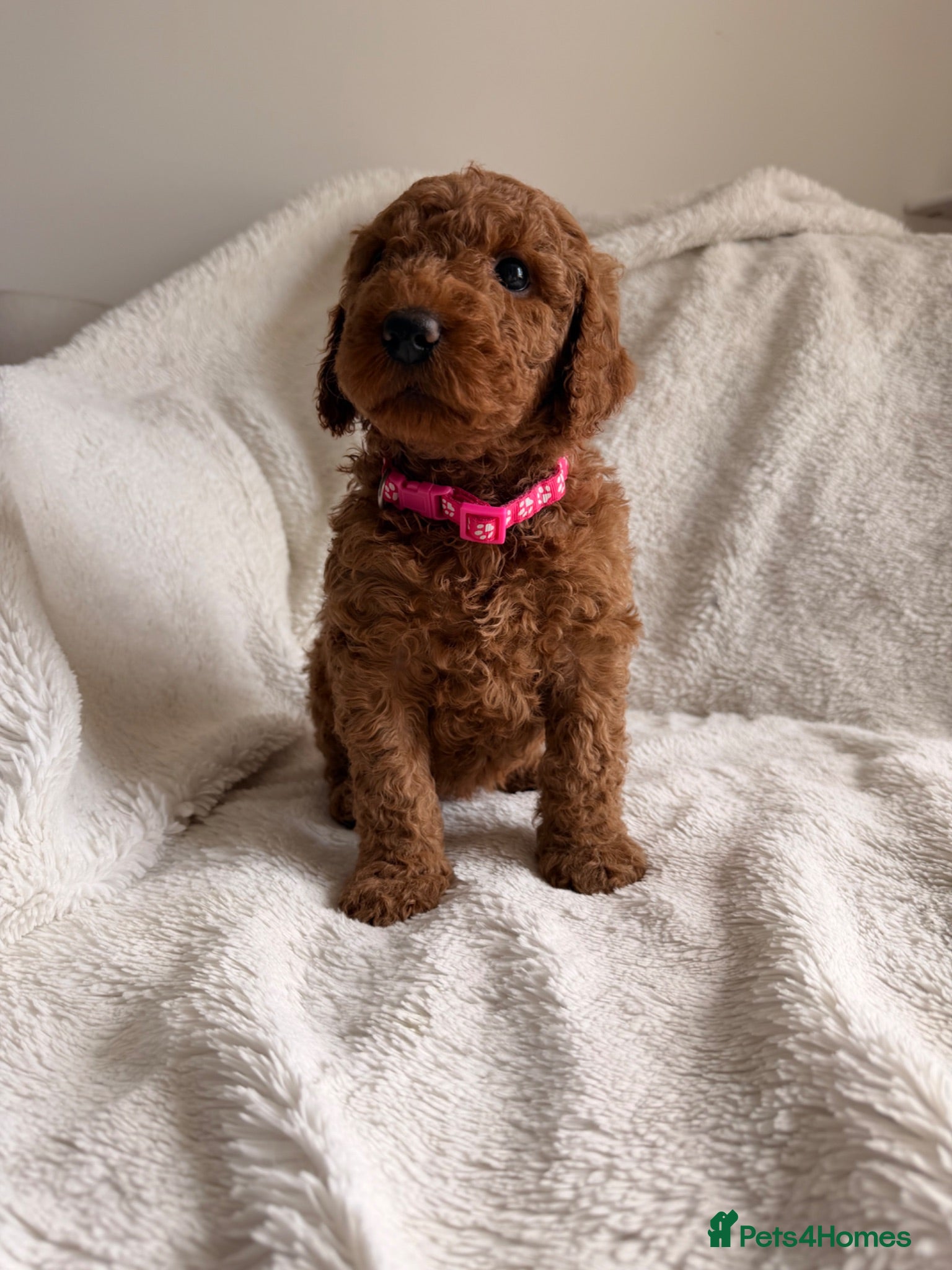 Mini Goldendoodle dogs READY in JUNE AUSTRALIAN DOODLES HEALTH TESTED🐾  - Advert 13