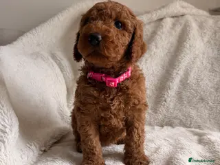 Mini Goldendoodle dogs READY in JUNE AUSTRALIAN DOODLES HEALTH TESTED🐾 - Advert 13