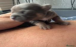 Chihuahua dogs for sale: 🐾 Adorable Chihuahua Puppies for Sale 🐾 - Image 14