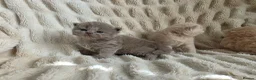 British Longhair cats for sale: GCCF Stunning Lilac British Longhair  - Advert 2