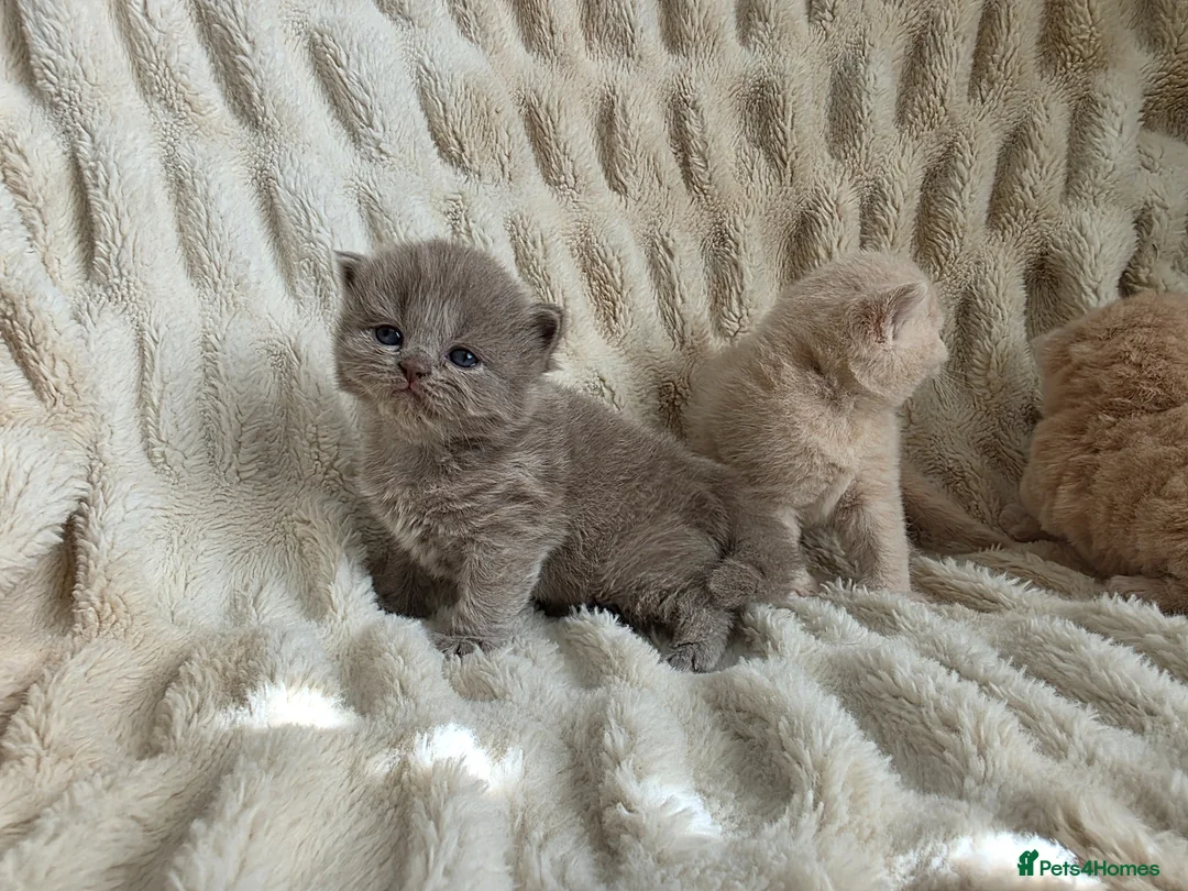 British Longhair cats for sale: GCCF Stunning Lilac British Longhair  - Advert 2