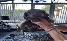 Dachshund dogs for sale: Stunning long haired miniature daxi puppies    - Image 17