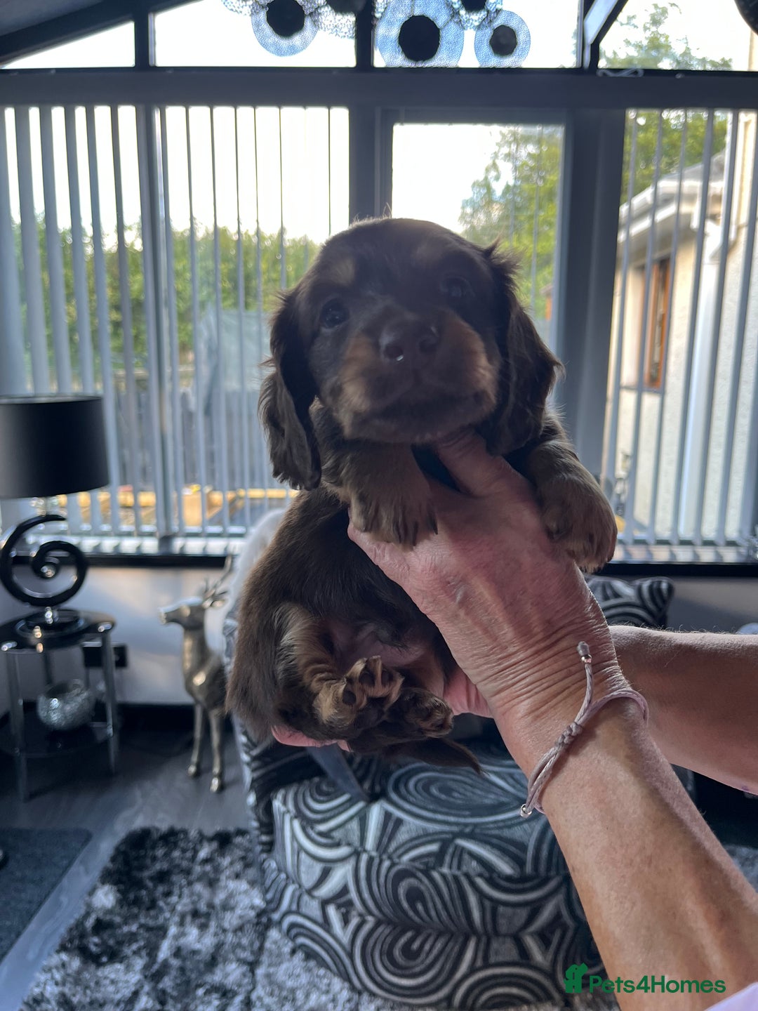 Dachshund dogs for sale: Stunning long haired miniature daxi puppies    - Image 17