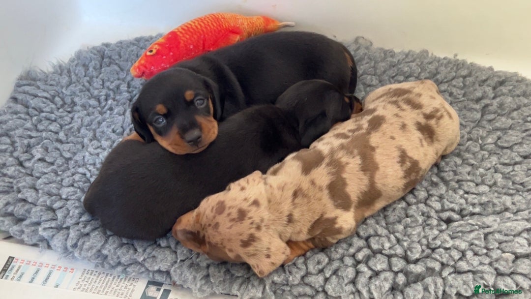 Miniature Dachshund dogs for sale: Cream Dapples & Red Dapples KC registered  - Image 9