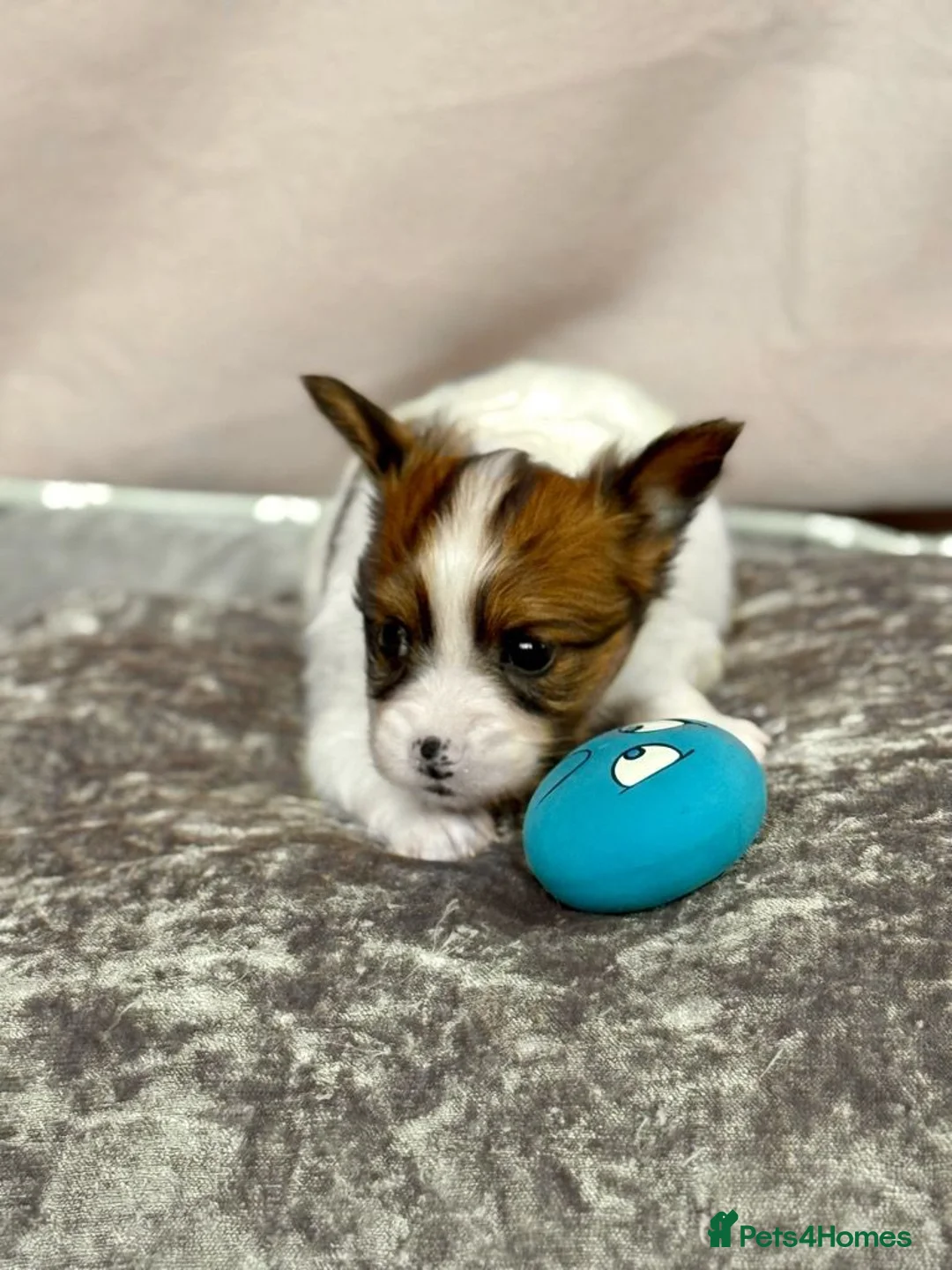 Papillon dogs for sale: ROYAL KENNEL CLUB registered,  DNA tested perents  - Advert 24