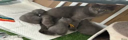 British Shorthair cats for sale: 7 British shorthairs for sale  in Whitstable - Advert 6
