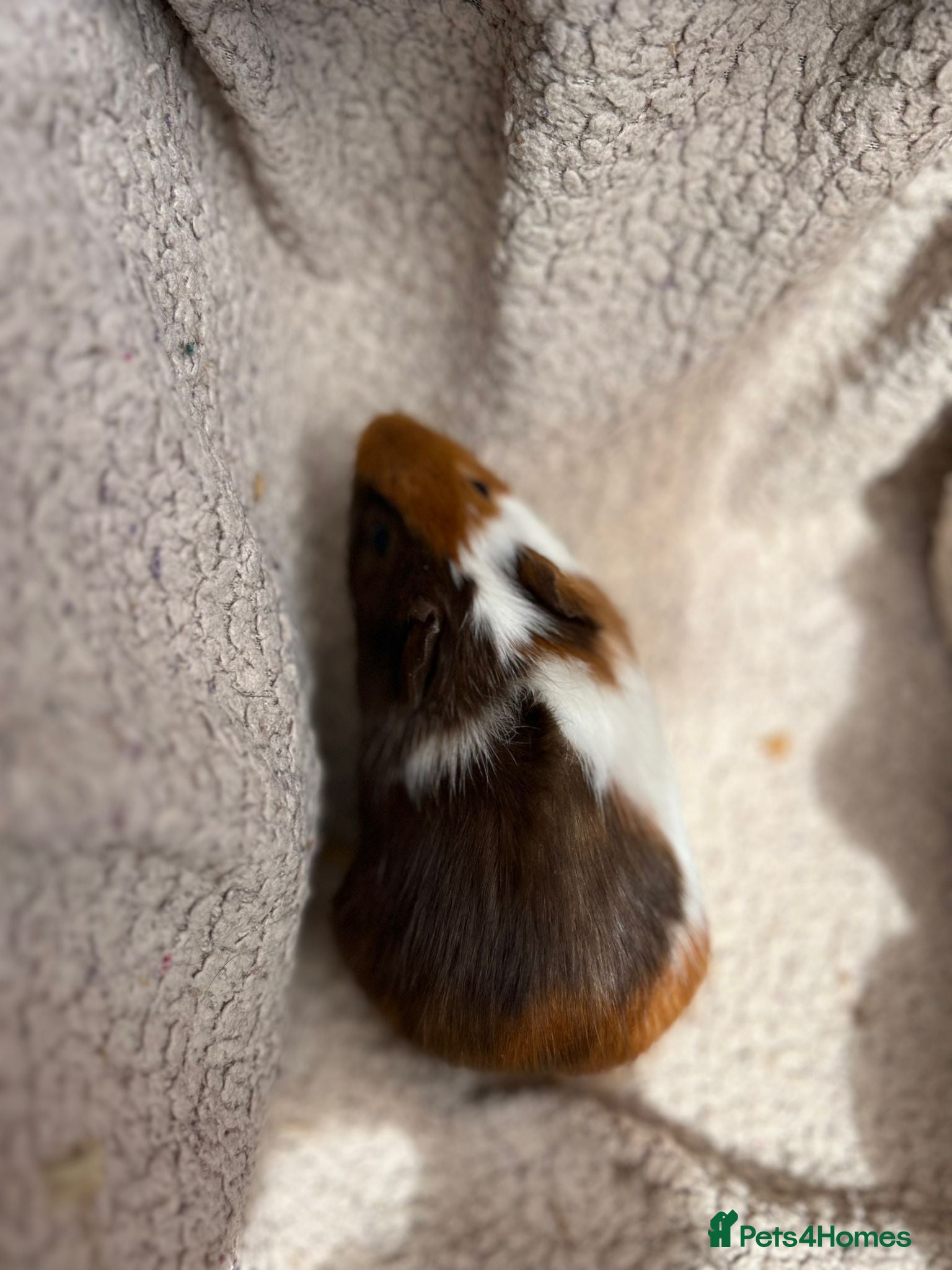 Guinea Pig rodents 4 Male Baby Guinea Pigs Available - Advert 2