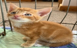 Mixed Breed cats for sale: Gorgeous Kittens Looking for New Homes  - Image 6