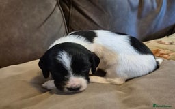 Sprocker dogs for sale: Sprocker F1  - Image 3