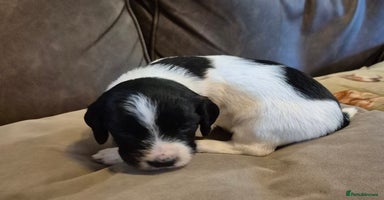 Sprocker dogs - Advert 7