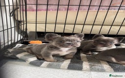 French Bulldog dogs for sale: Quality health clear fluffy French bulldogs  - Image 18