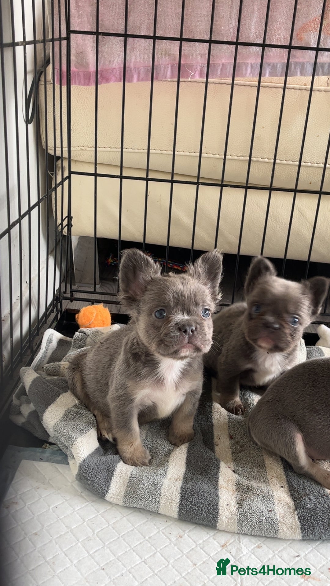 French Bulldog dogs for sale: Quality health clear fluffy French bulldogs  - Image 18
