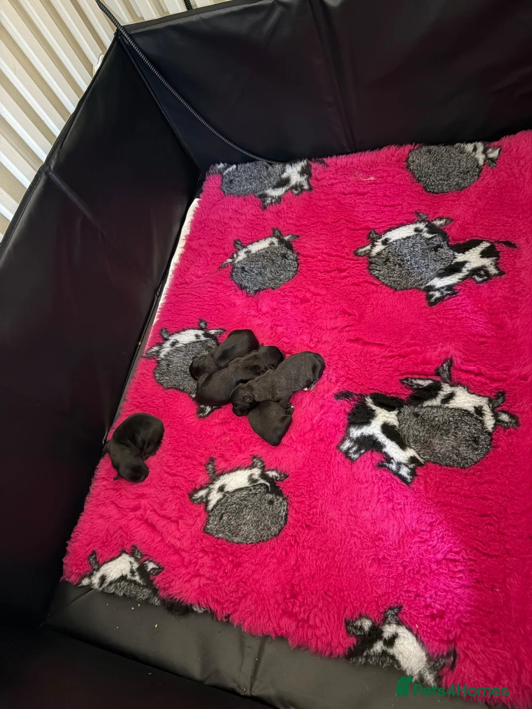 Skye Terrier dogs for sale: Beautiful rare breed Skye terrier pups - Advert 2