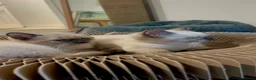 Siamese cats for sale: 2 Beautiful Siamese Kittens 🐱❤️ - Advert 6