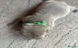 Staffordshire Bull Terrier dogs for sale: 6 kc registered blue staffys for sale :) - Image 13