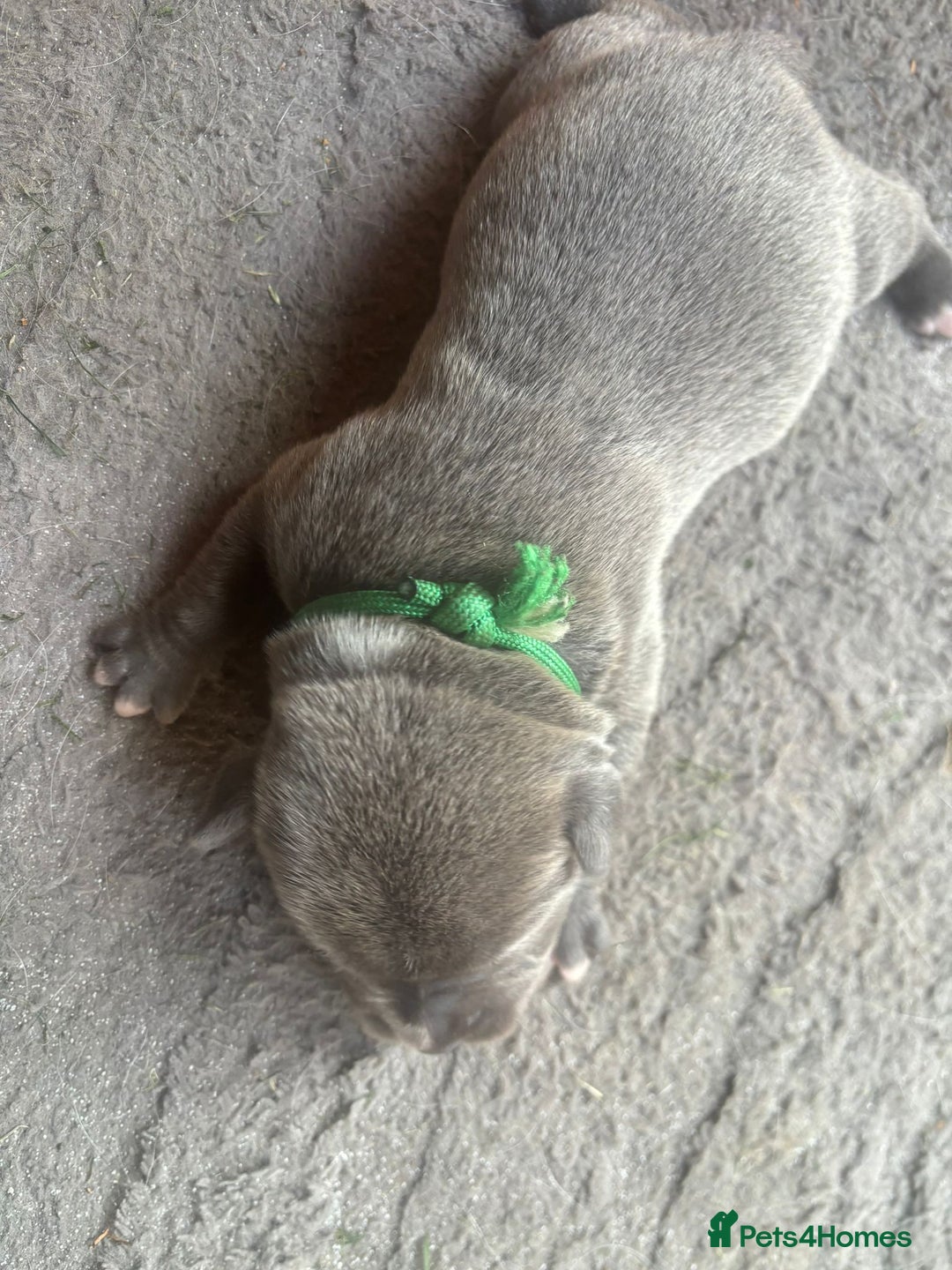 Staffordshire Bull Terrier dogs for sale: 6 kc registered blue staffys for sale :) - Image 13