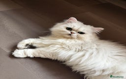 Persian cats for sale: Athena- Persian Chinchilla  - Image 2