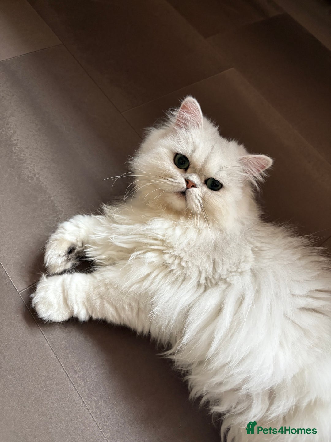 Persian cats for sale: Athena- Persian Chinchilla  - Image 2
