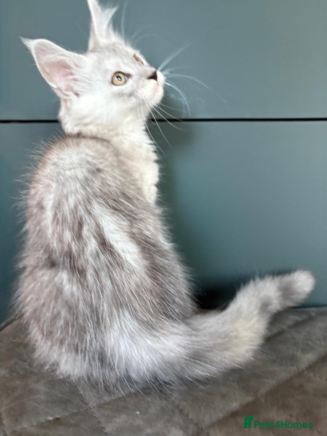 Maine Coon cats for sale: XL Maine Coon Kittens for Sale – TICA Reg - Advert 13