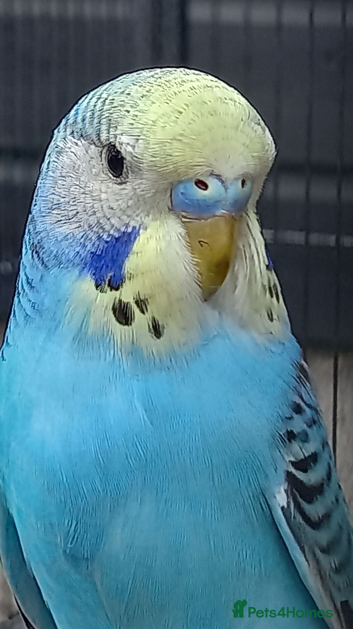Budgerigars birds Male Baby Budgies for Sale - Advert 1