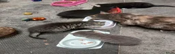 Mixed Breed cats for sale: Rescue kittens  - Advert 6