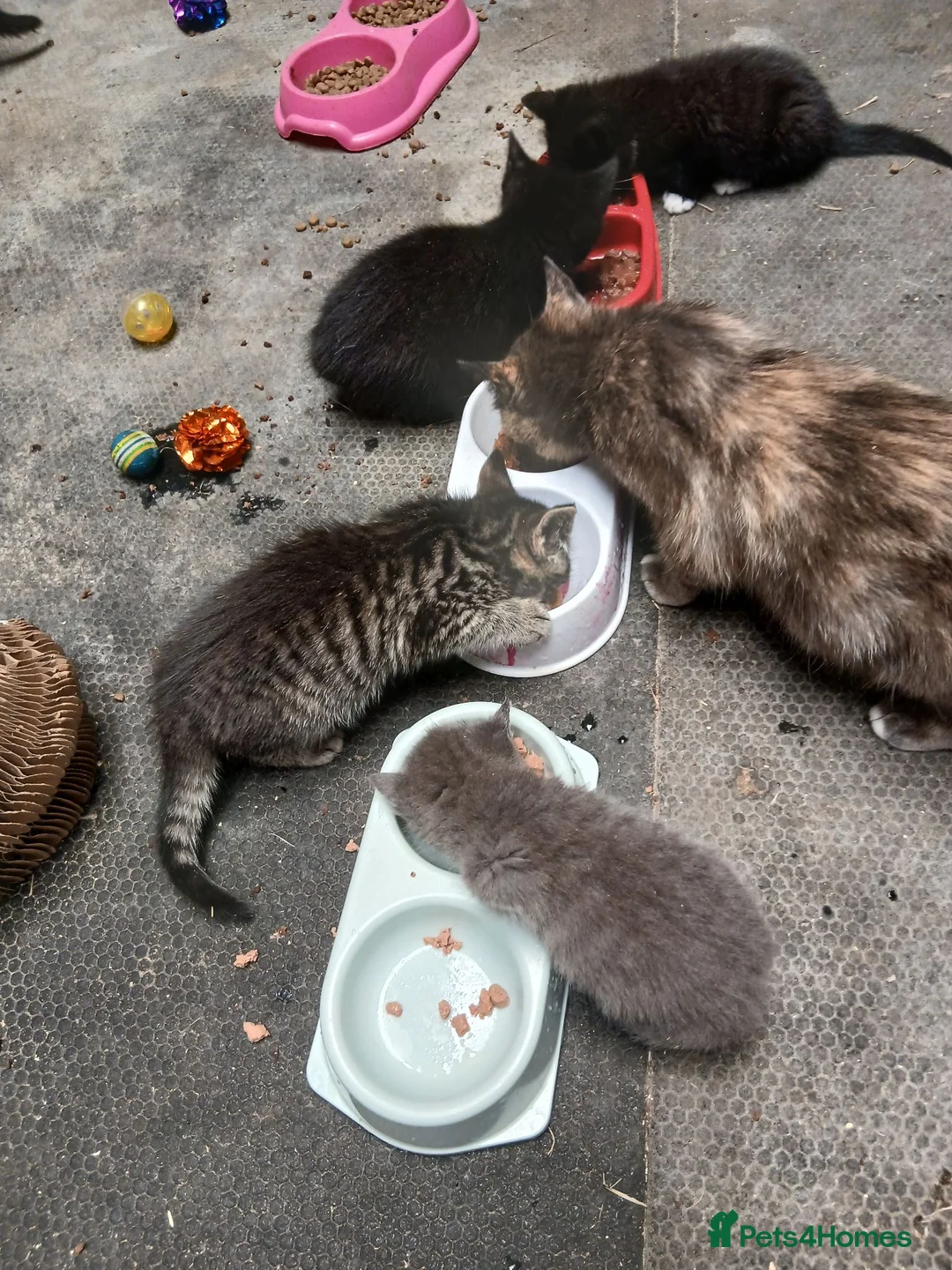 Mixed Breed cats for sale: Rescue kittens  - Advert 6