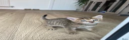 Mixed Breed cats for sale: Mixed Toyger Kittens - Advert 5