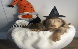 Miniature Dachshund dogs for sale: 🤍🐾 STUNNING DAPPLE BOY READY TO GO 🐾🤍 - Image 30