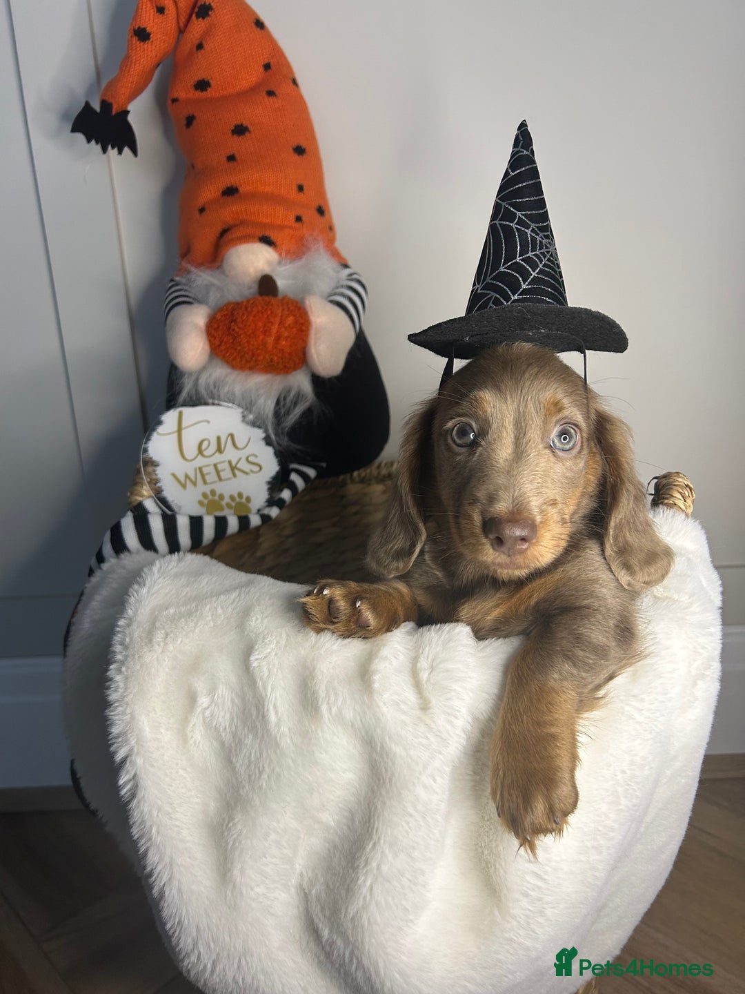 Miniature Dachshund dogs for sale: 🤍🐾 STUNNING DAPPLE BOY READY TO GO 🐾🤍 - Image 30