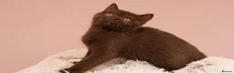 British Shorthair cats for sale: Ready Stunning Chocolate Champion bloodline BSH - Advert 23