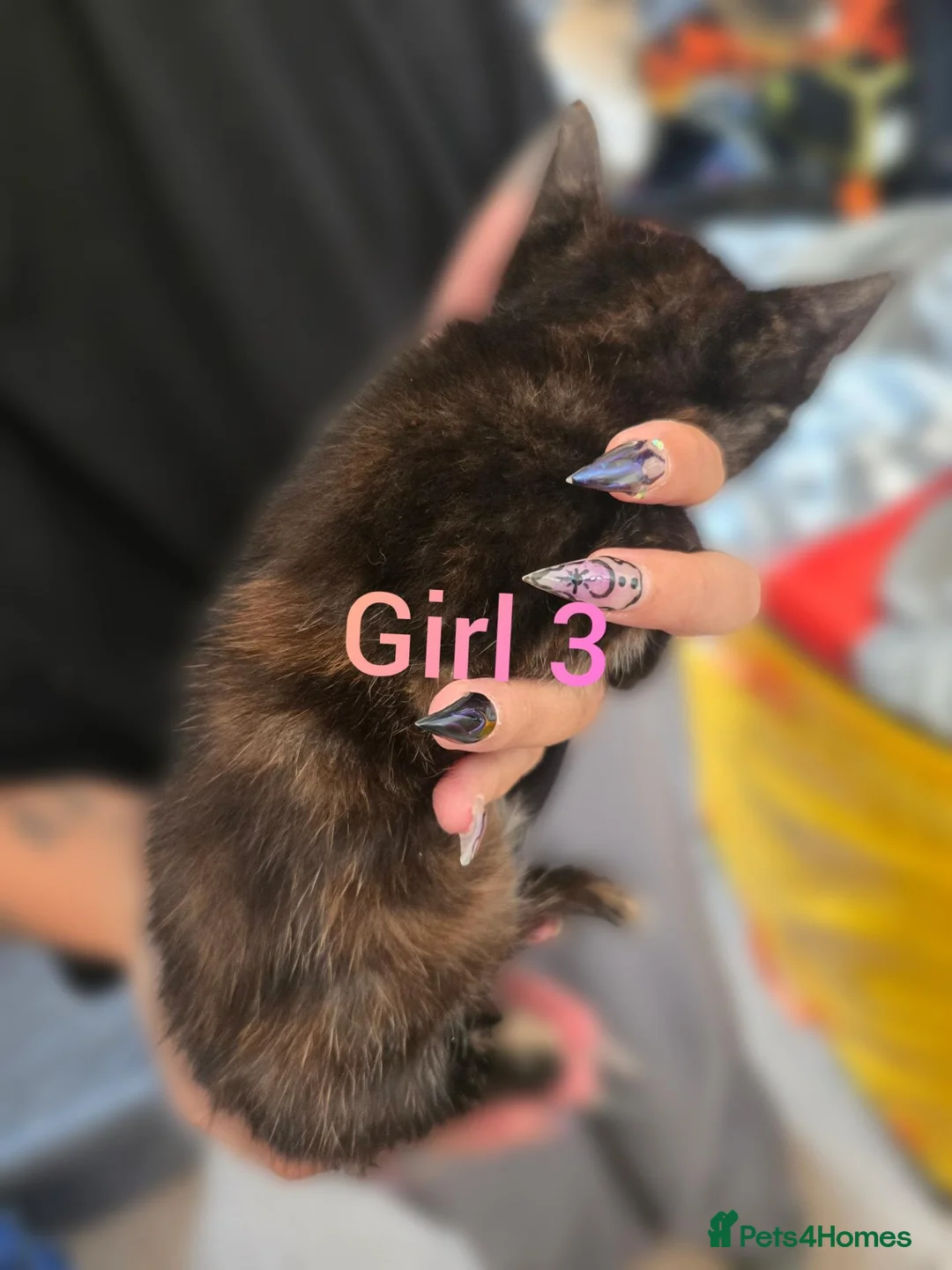 Mixed Breed cats for sale: 2 female torties - Advert 9