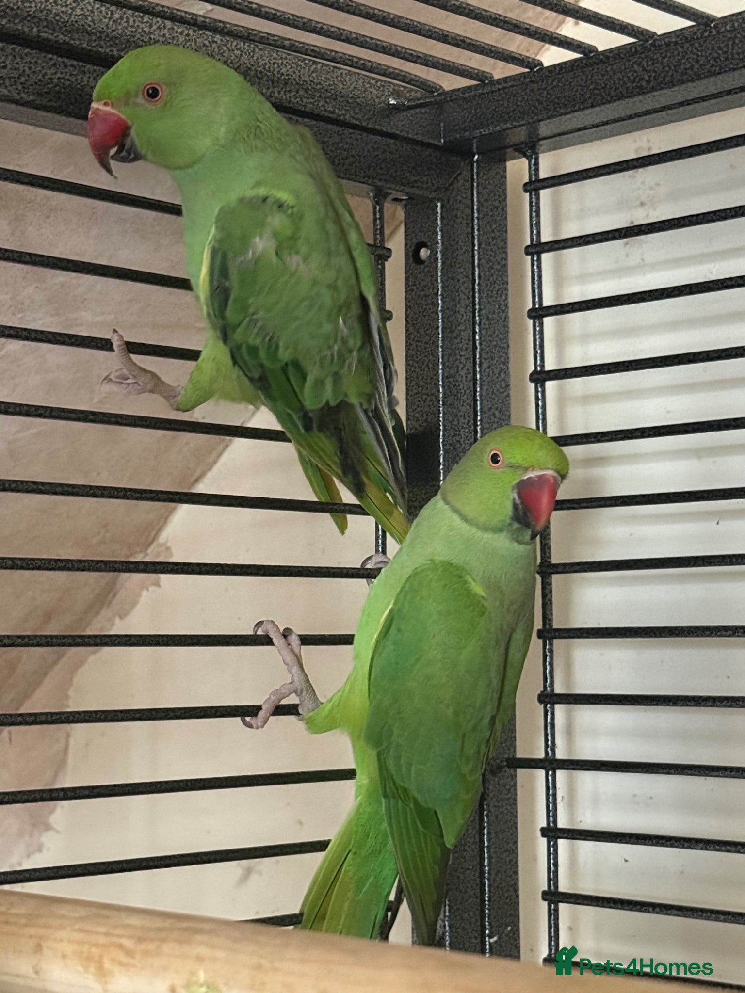Ringnecks birds Indian ringnecks for sale  - Advert 1