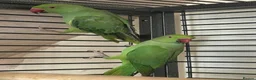 Ringnecks birds for sale: Indian ringnecks for sale  - Advert 1