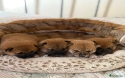 Japanese Shiba Inu dogs for sale: 🧡🦊 Beautiful K.C Shiba Inu Puppies Ready Soon - Image 1