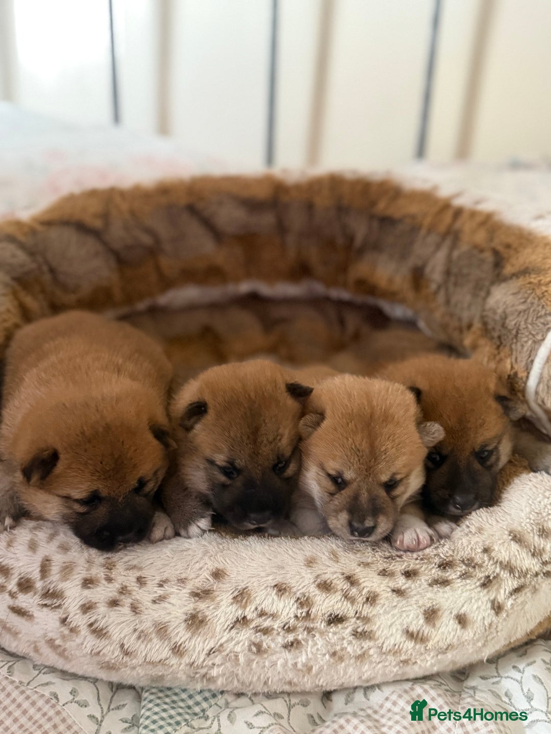 Japanese Shiba Inu dogs for sale: 🧡🦊 Beautiful K.C Shiba Inu Puppies Ready Soon - Image 1