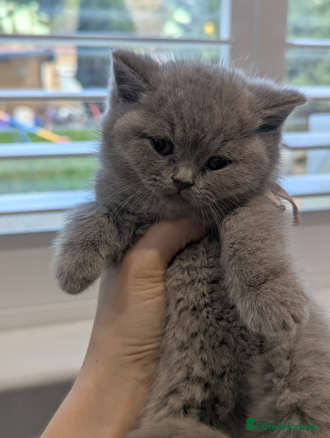 British Shorthair cats for sale: 6 beautiful rare FAWN British Shorthair Kittens ✨ - Advert 13