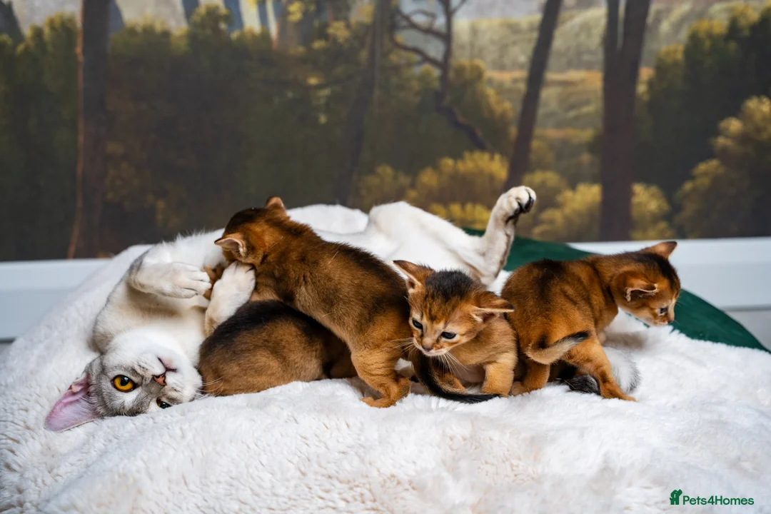 Abyssinian cats for sale: Ruddy Abyssinians Kittens-Outstanding Pedigree  - Advert 20