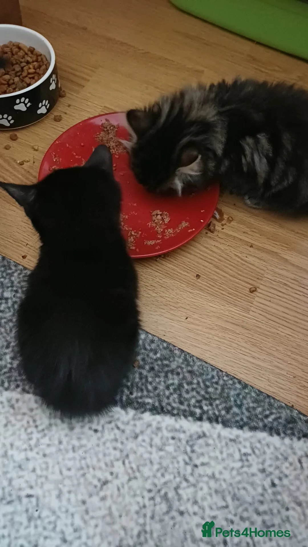 Mixed Breed cats for sale: Kittens - Advert 4