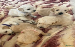 Golden Retriever dogs for sale: Gorgeous golden retriever puppies for sale - Image 4
