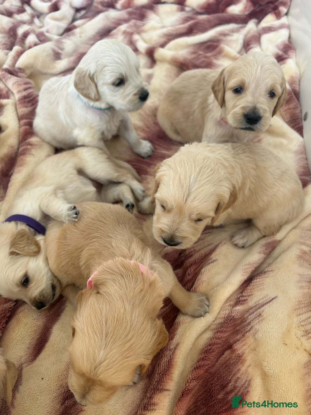 Golden Retriever dogs for sale: Gorgeous golden retriever puppies for sale - Image 4