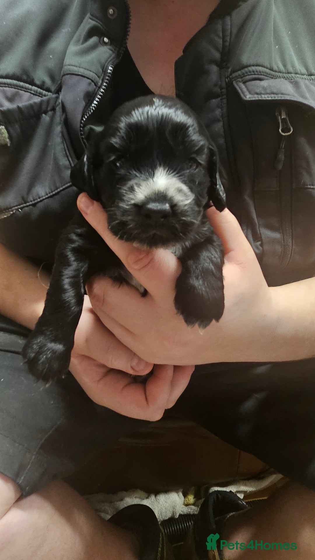 Cocker Spaniel dogs for sale: Beautiful cocker spaniel  - Advert 23