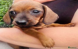 Miniature Dachshund dogs for sale: Two stunning brothers  - Image 6
