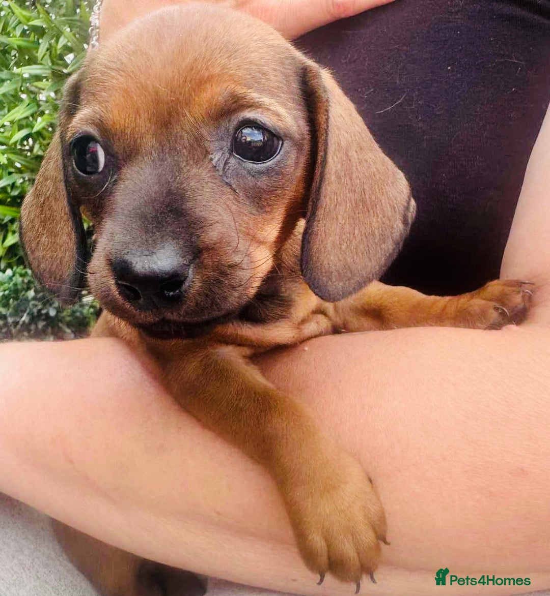 Miniature Dachshund dogs for sale: Two stunning brothers  - Image 6