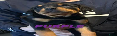 Rottweiler 7