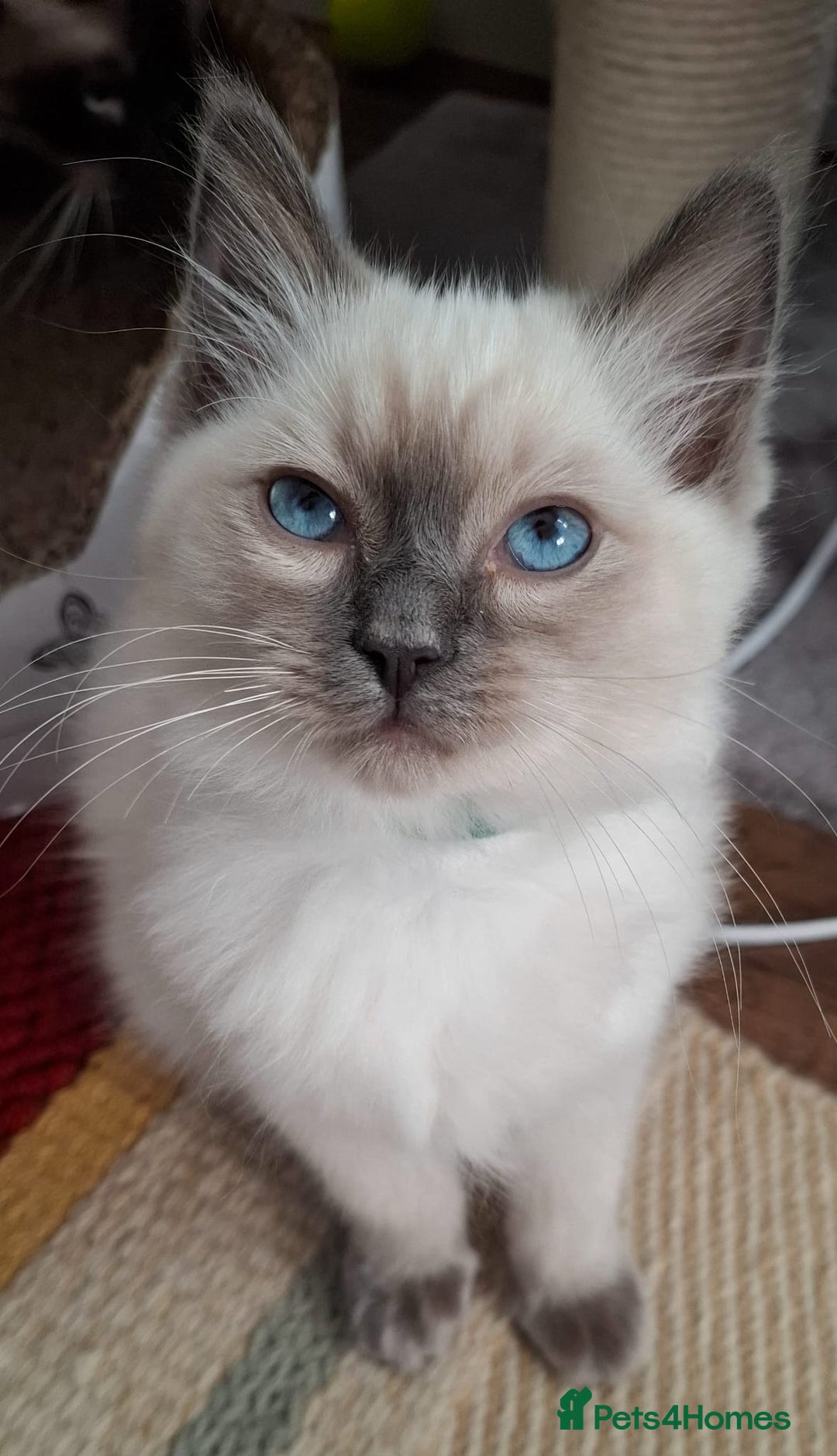Ragdoll cats for sale: LAST TWO GCCF Ragdolls 1 boy and 1 girl left - Image 13