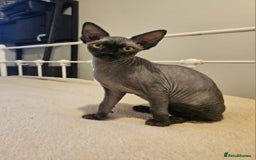 Sphynx cats for sale: Sphynx and bambino  - Image 2