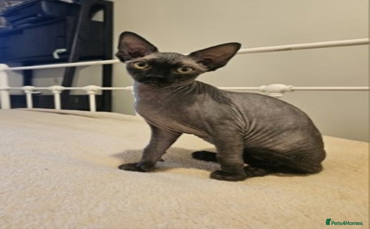Sphynx cats - Advert 4