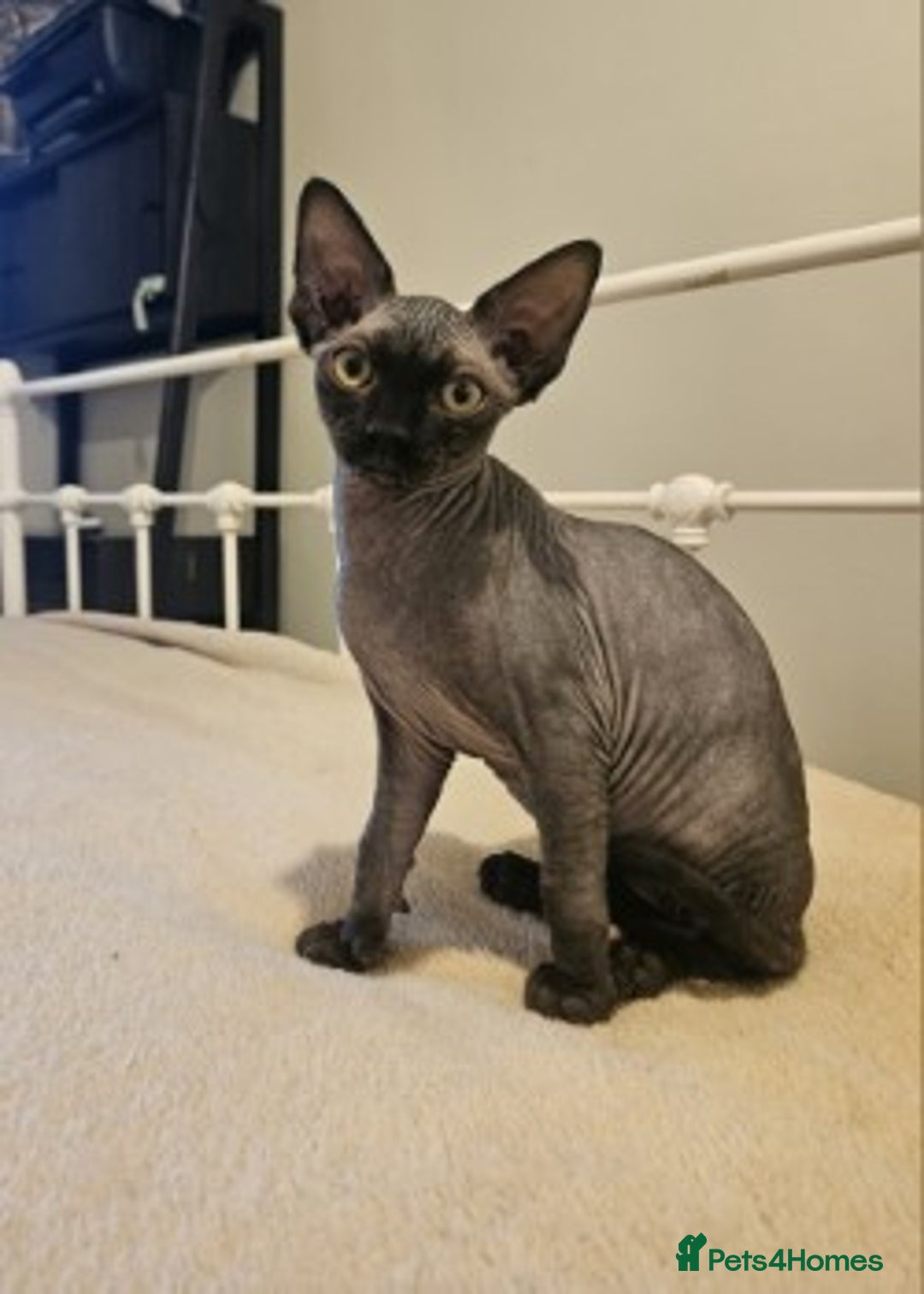 Sphynx cats for sale: Sphynx and bambino  - Image 2
