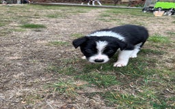 Border Collie dogs for sale: Beautiful Border Collie Puppies - 1 Girl Left - Image 33