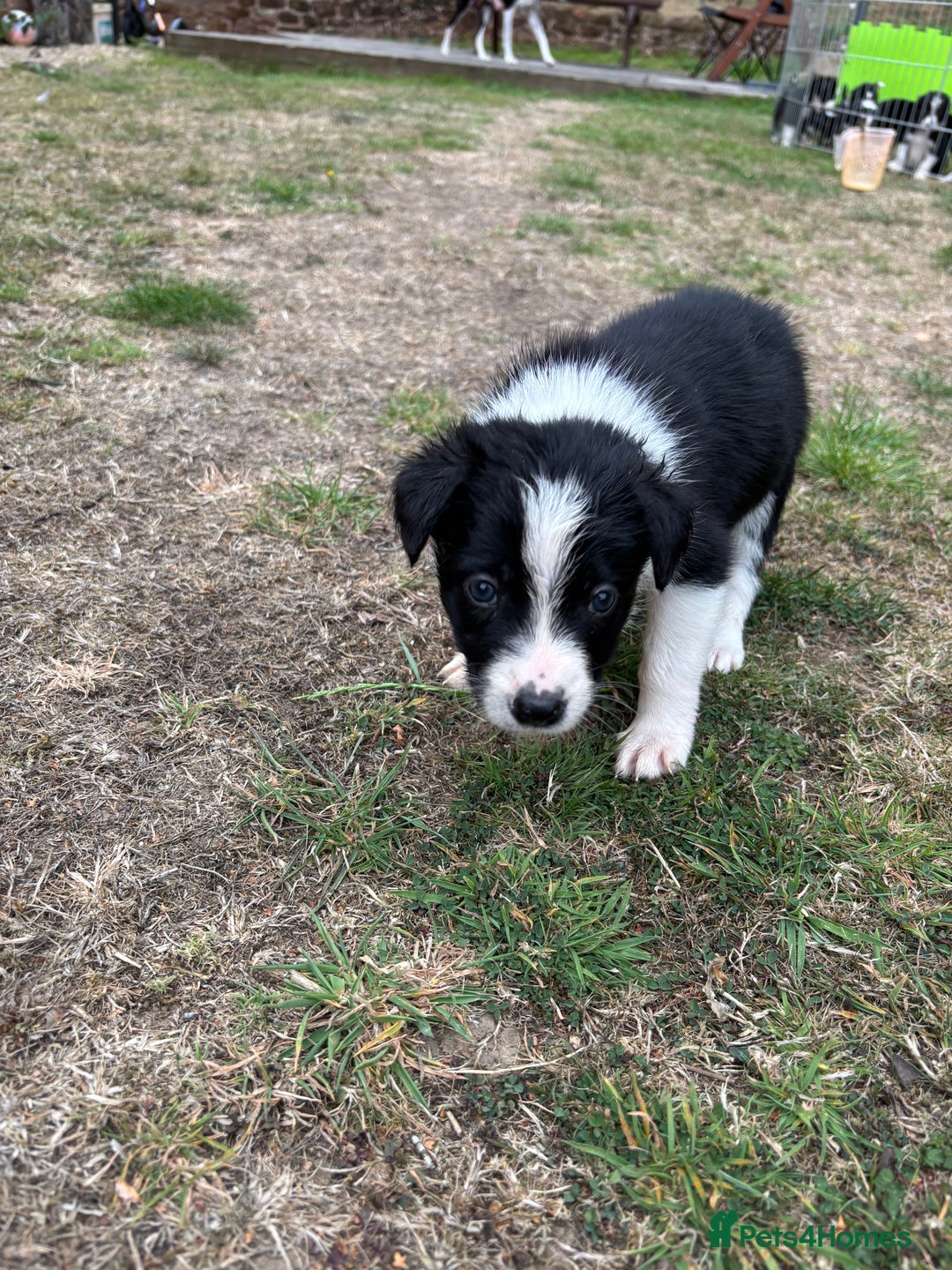 Border Collie dogs for sale: Beautiful Border Collie Puppies - 1 Girl Left - Image 33